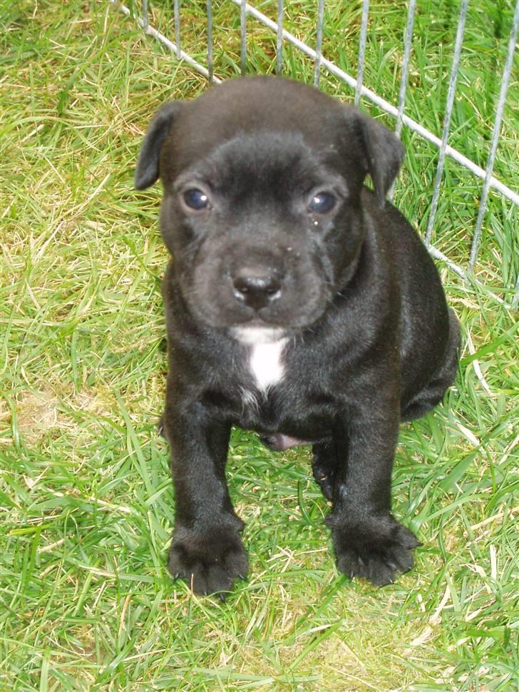 Staffordshire bull terrier Franz - Franz 29dage billede 1