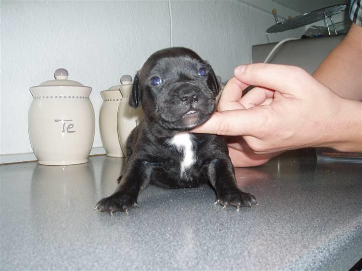 Staffordshire bull terrier Franz - 20dage gammel billede 2