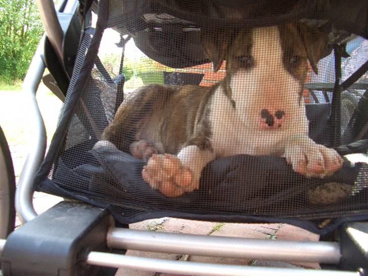 Bullterrier Ecko c",) - Lige vågnet under klapvognen og har problemer med at finde udgangen. billede 15