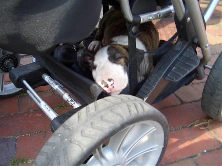 Bullterrier Ecko c",) - Sover sødt under klapvognen. billede 16