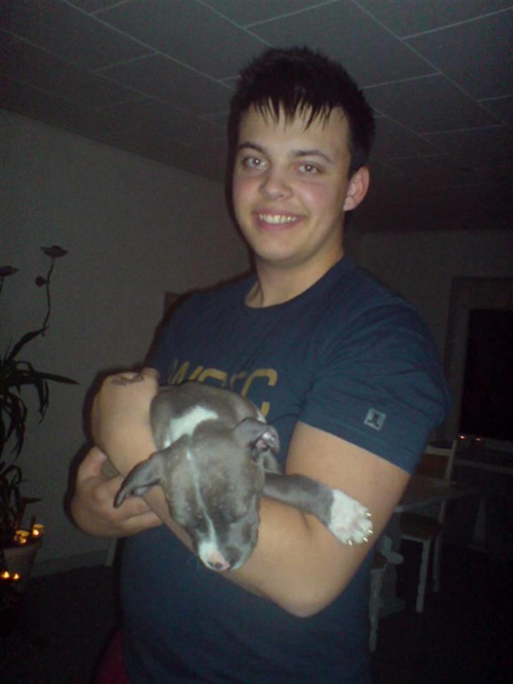 Amerikansk staffordshire terrier Aico R.I.P - Den dag far hentede mig... billede 14