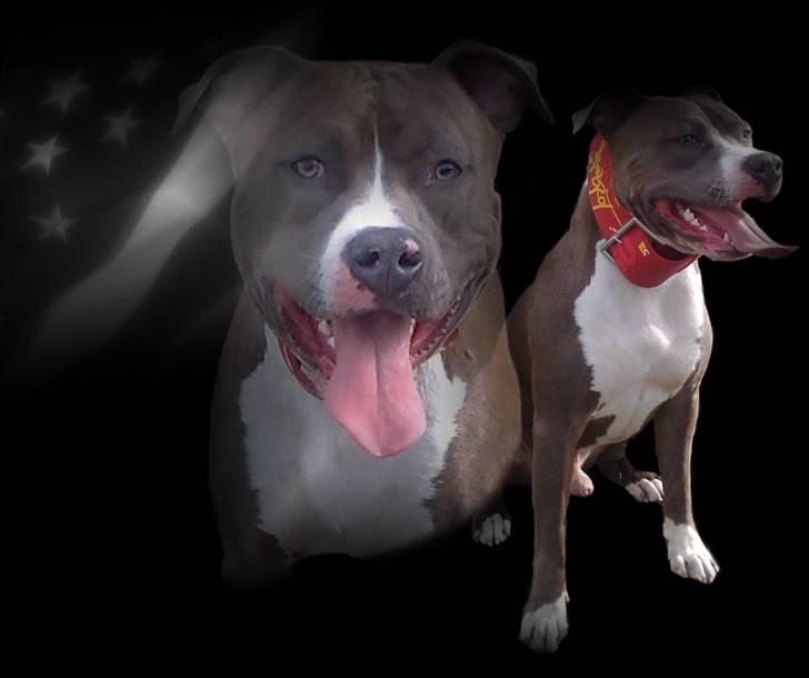 Amerikansk staffordshire terrier Aico R.I.P billede 17