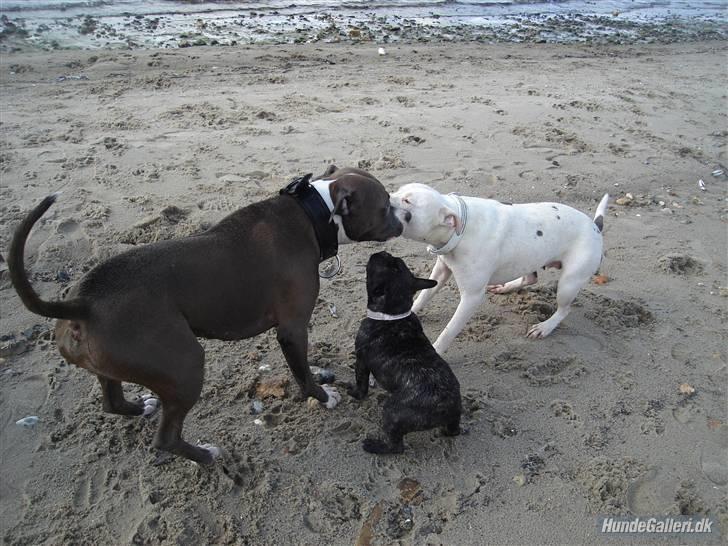 Amerikansk staffordshire terrier Aico R.I.P - Aico og Tessa prøver kræfter! med dejlig dommer bombi i midten!  billede 18
