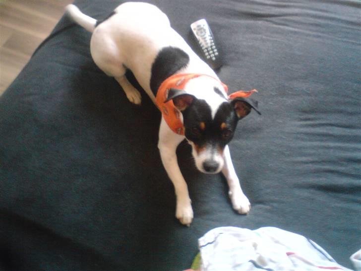 Dansk svensk gaardhund sally billede 12