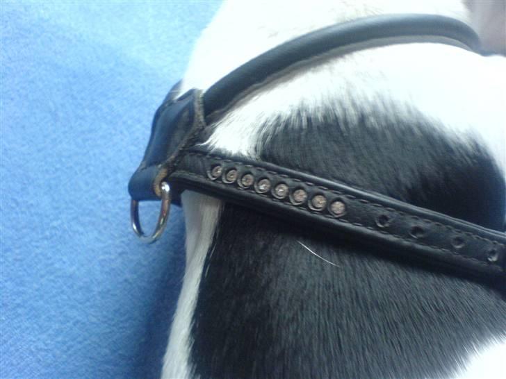 Dansk svensk gaardhund sally billede 13