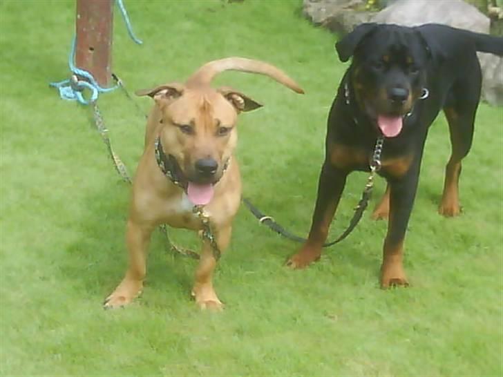 Blanding af racer alf billede 1