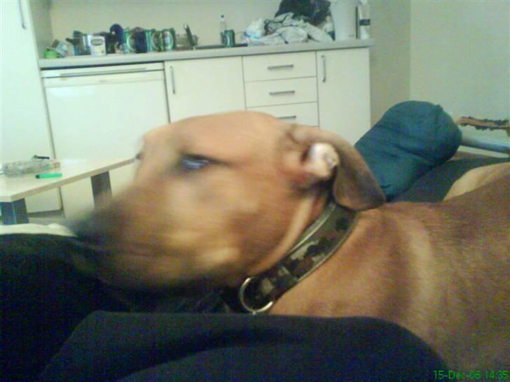 Blanding af racer alf billede 3