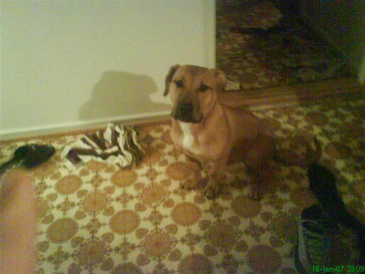 Blanding af racer alf billede 4