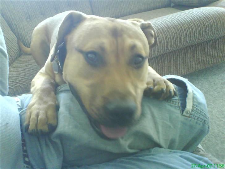 Blanding af racer alf billede 5