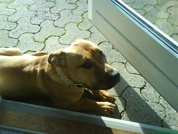 Blanding af racer alf billede 6