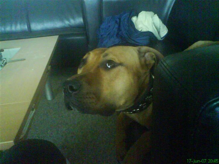 Blanding af racer alf billede 7