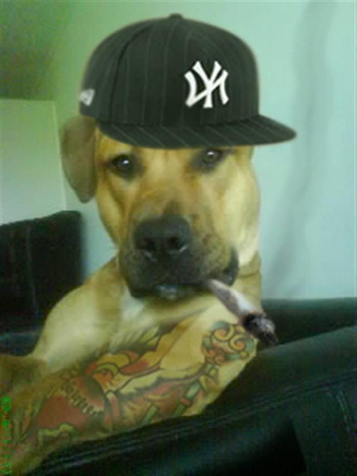 Blanding af racer alf billede 8