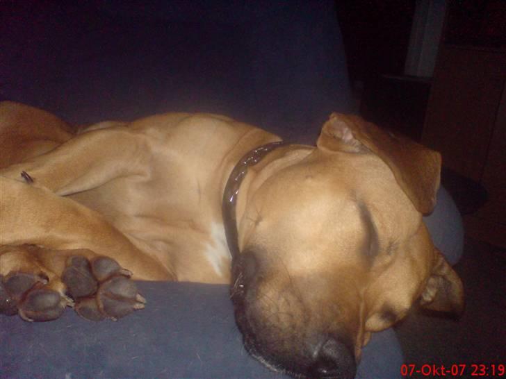 Blanding af racer alf billede 9