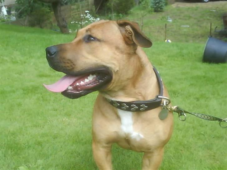 Blanding af racer alf billede 10