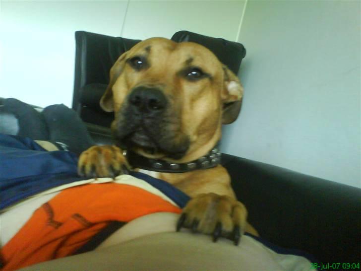 Blanding af racer alf billede 11