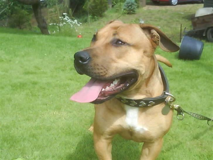 Blanding af racer alf billede 12