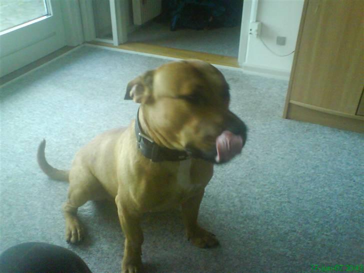 Blanding af racer alf billede 13