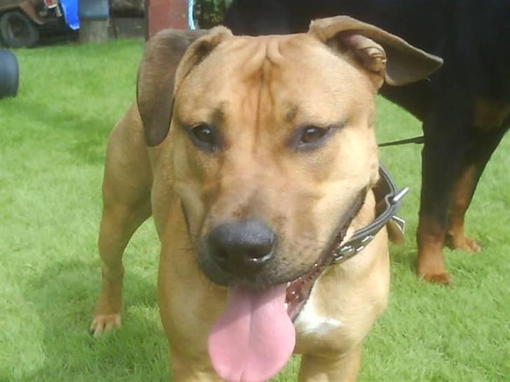 Blanding af racer alf billede 14