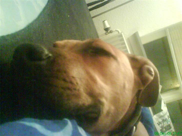 Blanding af racer alf billede 15