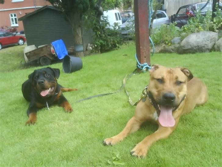 Blanding af racer alf billede 16