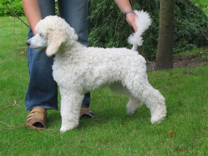 Storpuddel Bellis - Se så fint jeg kan stå. jeg øver mig til udstilling. billede 8