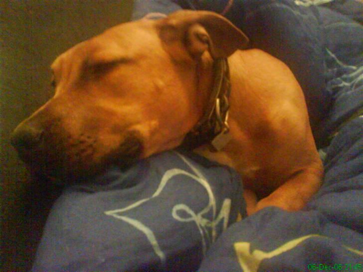 Blanding af racer alf billede 17