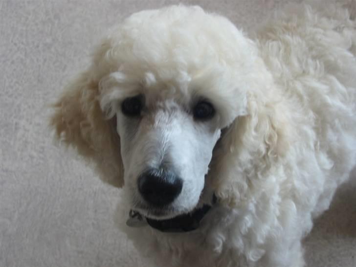 Storpuddel Bellis billede 9