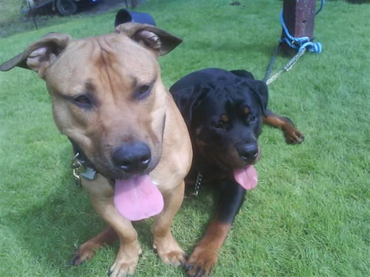 Blanding af racer alf billede 18