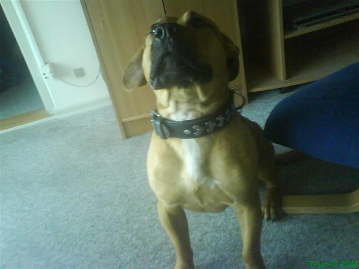 Blanding af racer alf billede 19