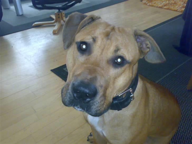 Blanding af racer alf billede 20