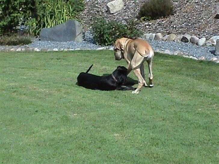 Grand danois thor billede 13