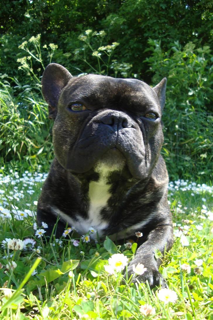 Fransk bulldog Joey billede 1