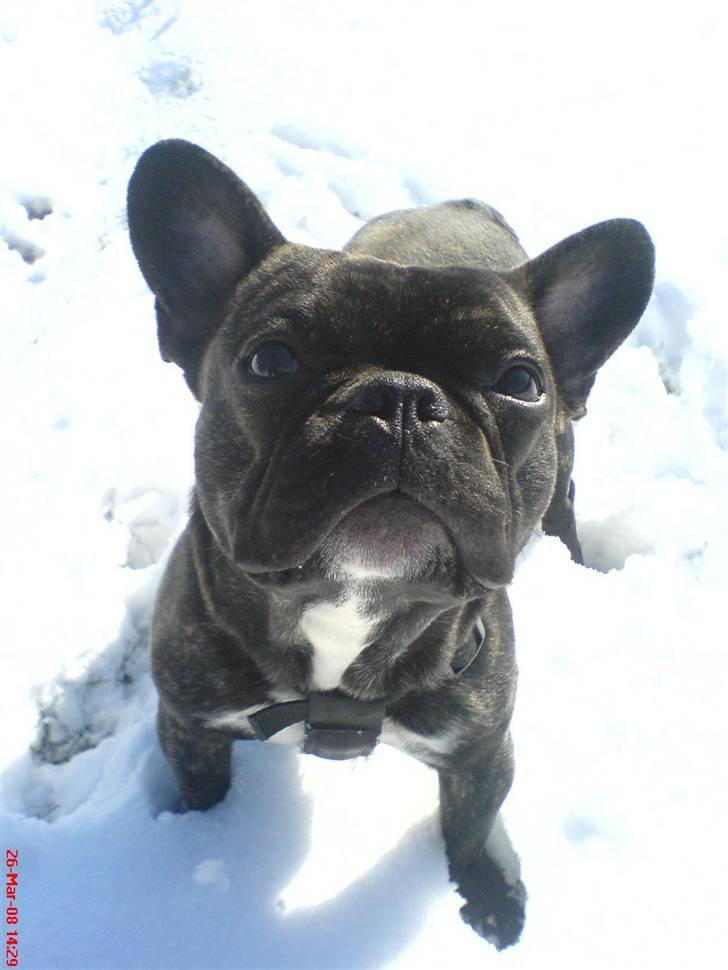 Fransk bulldog Joey billede 2