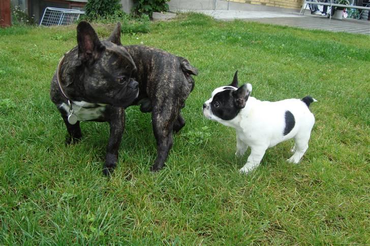Fransk bulldog Joey - Joeys søn Ozzy :) billede 3