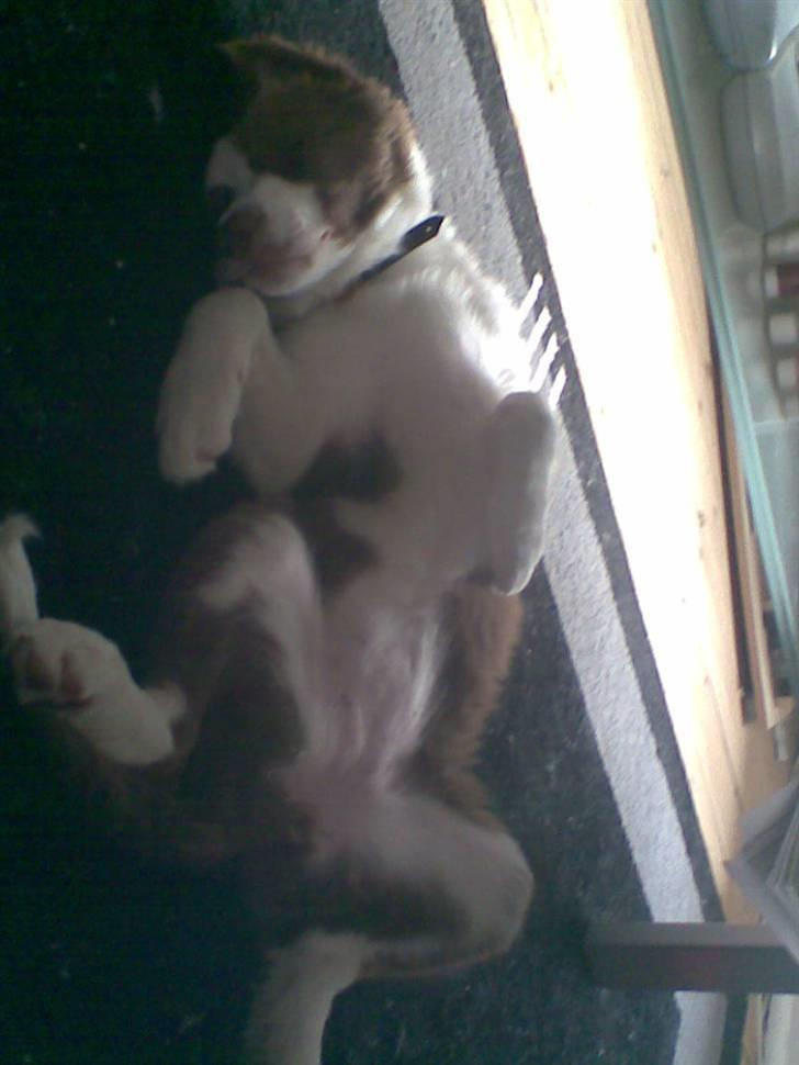 Border collie Bonnie billede 10