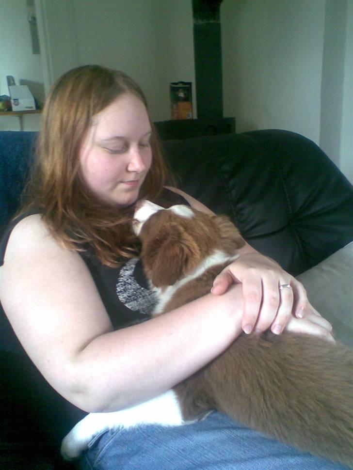 Border collie Bonnie billede 11