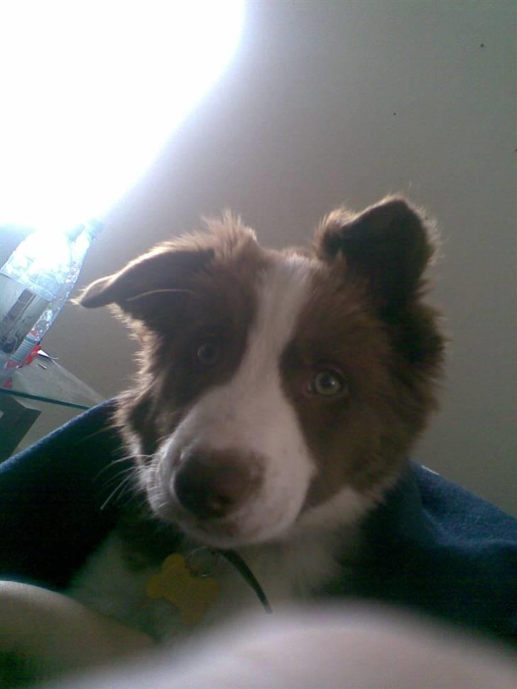 Border collie Bonnie billede 12