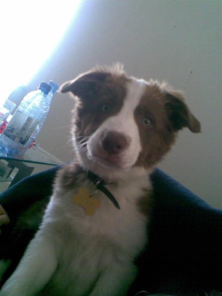 Border collie Bonnie billede 13