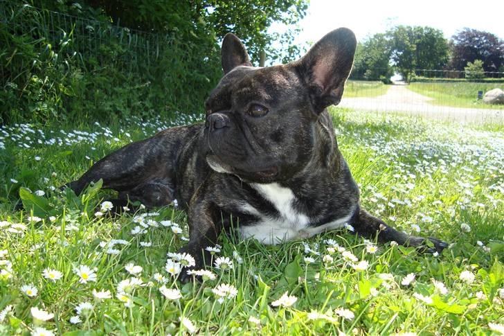 Fransk bulldog Joey billede 4