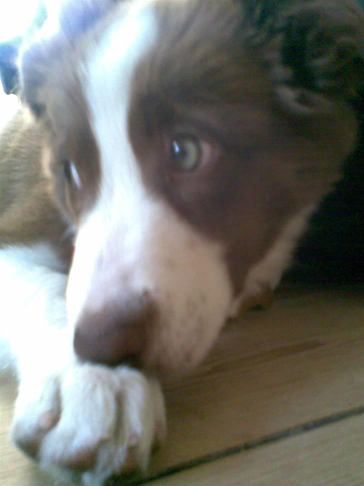 Border collie Bonnie billede 14