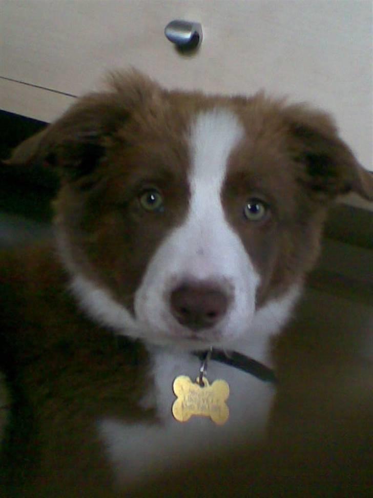 Border collie Bonnie billede 15