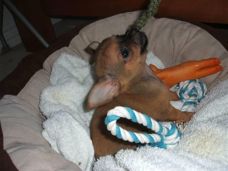 Chihuahua Justin - Justin 8 uger... billede 1