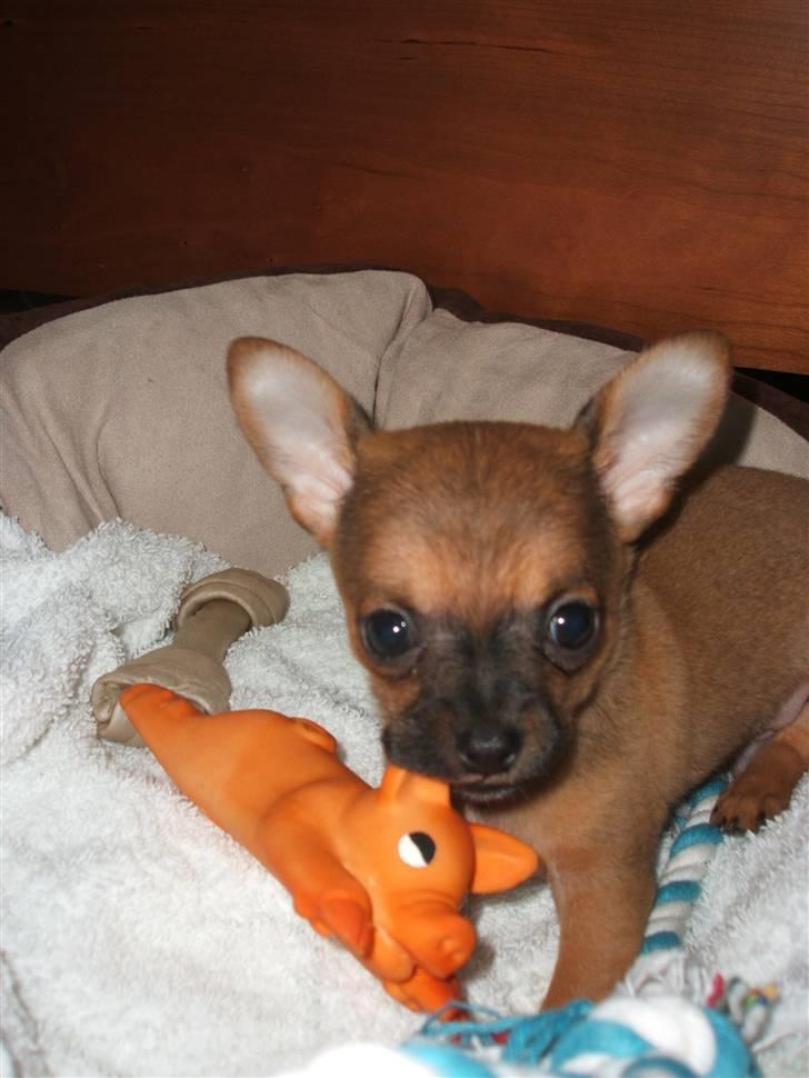 Chihuahua Justin - Justin 8 uger... billede 2