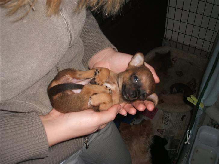 Chihuahua Justin - Justin 5 uger gammel.. Lille nuser.. billede 3