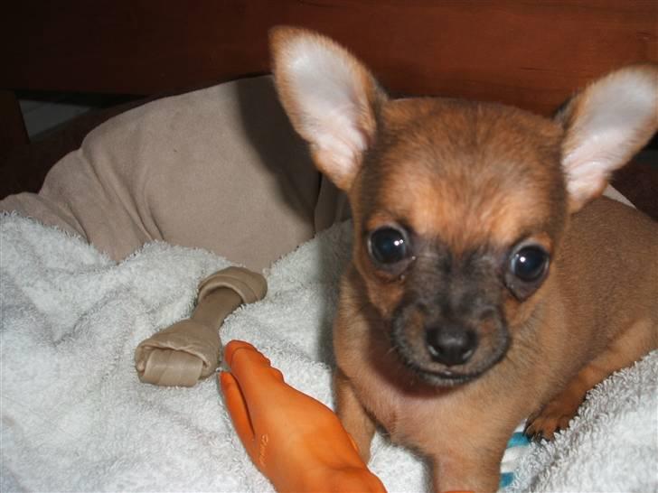 Chihuahua Justin - Justin 8 uger... billede 4
