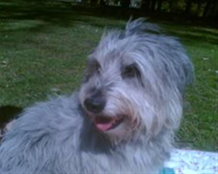 Blanding af racer Laura (Bamse) billede 3