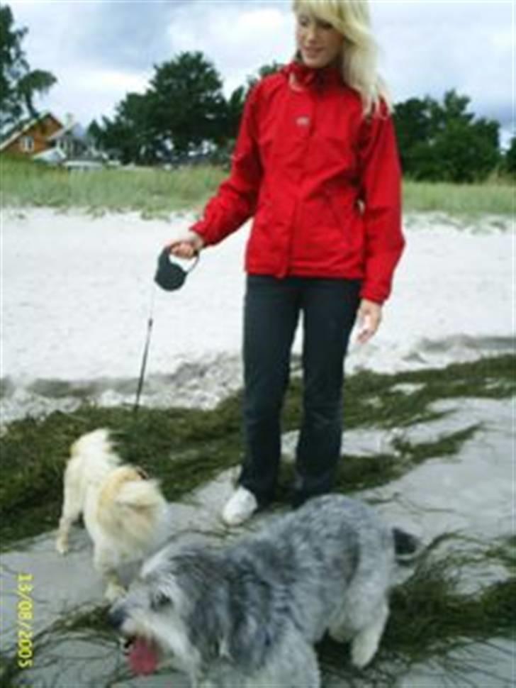 Blanding af racer Laura (Bamse) billede 4