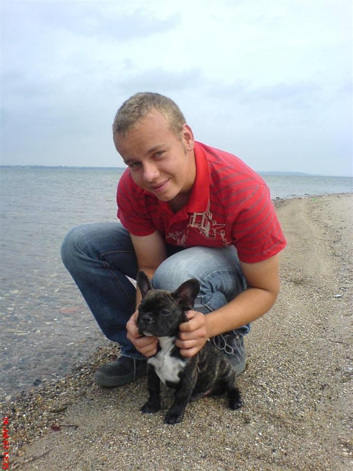 Fransk bulldog Joey - Mig og min far på stranden...:) 12 uger gammel. billede 6