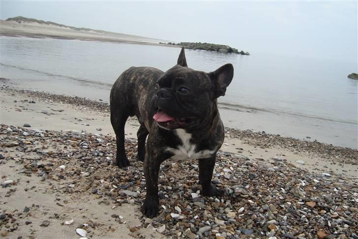 Fransk bulldog Joey billede 7