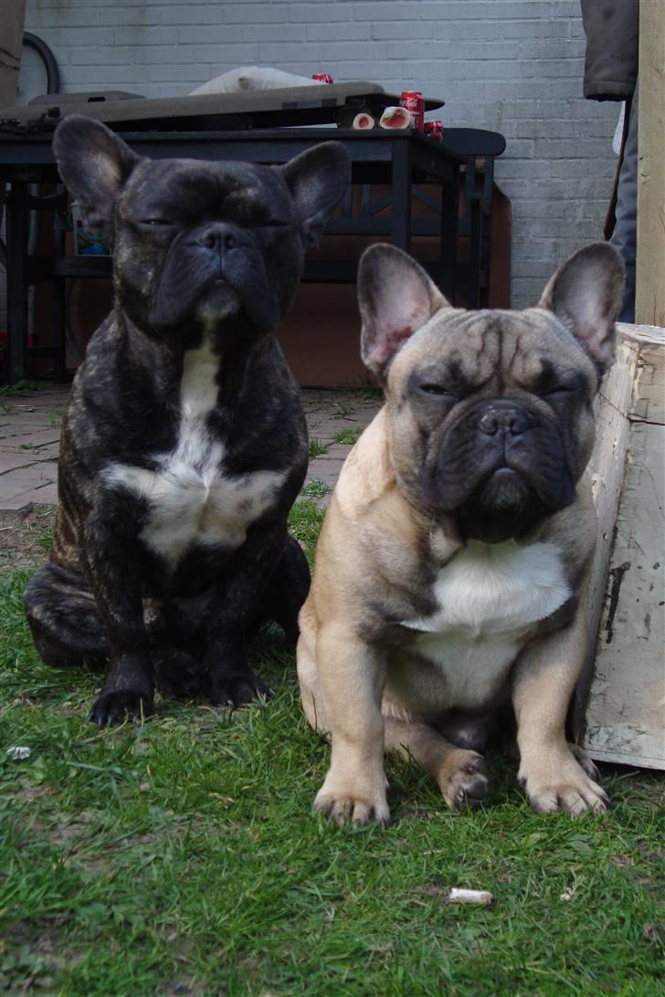 Fransk bulldog Joey billede 8